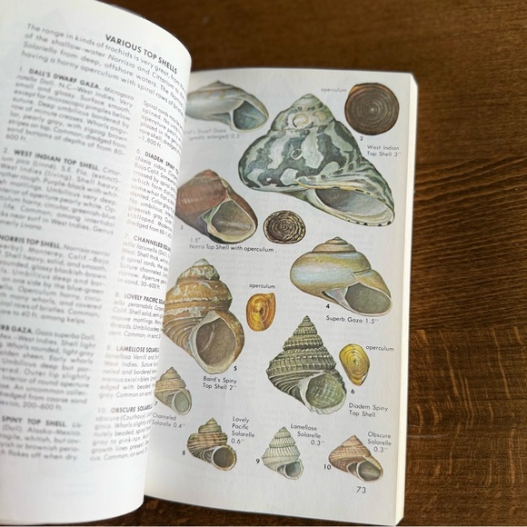 Seashells of North America A Guide to Field Identification - Picture 9 of 11